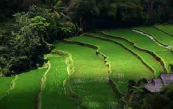 Tegalalang image, Ubud Village and Tegalalang Tour, Bali Sightseeing