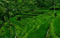 Ubud Village and Tegalalang Tour, Bali Sightseeing, Panorama Tegalalang