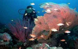 Yos Marine Diving Tours, Snorkeling