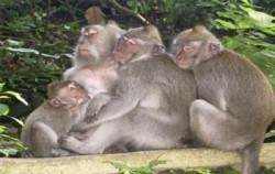 Alas Kedaton Monkeys,Bali Sightseeing,Sangeh, Mengwi and Tanah Lot Tour