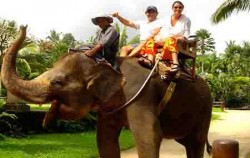 Safari Riding,Bali Elephant Riding,Bali Adventure Elephant Riding