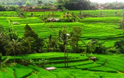Jatiluwih,Bali Trekking,Bali Swaha Trekking Adventure