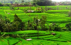 Jatiluwih image, Bali Swaha Trekking Adventure, Bali Trekking