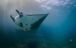 Manta Ray image, Nusa Penida Adventure Cruise, Bali Cruise