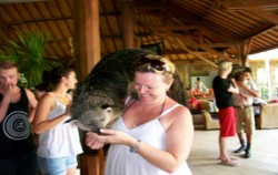 Binturong,Bali Zoo Park,Bali Zoo Park