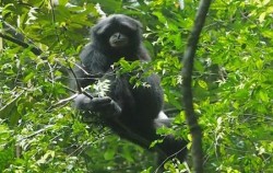 Black Gibbon image, Leuser National Park Trekking 3 days 2 Nights, Sumatra Adventure