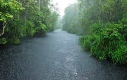 Black River Tanjung Puting,Borneo Island Tour,Borneo Overland Trip I 8 Days 7 Nights