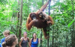 Bukit Lawang trekking image, Exciting Medan 6 Days 5 Nights, Sumatra Adventure