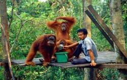 Overland Tour 8 Days 7 Nights, Orangutan Feeding Time