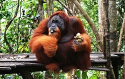 Explore Tangkahan Tour A 7 Days 6 Nights, Sumatra Adventure, Bukit Lawang Orangutan