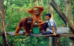 Orangutan Feeding Time image, Exotic Bukit Lawang and Lake Toba Tour 6D 5N, Sumatra Adventure