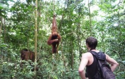 Bukit Lawang Trekking image, Great Sumatra Adventure 16 Days, Sumatra Adventure