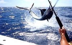 Marine Adventure Fishing, Bali Fishing, Trawling Fishing Bali