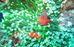 Nautilus Diving Bali, Clown Fish View