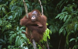 5 Days 4 Nights Orangutan Tour with Dayak, Borneo Island Tour, Orangutan
