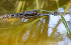 Crocodille image, 4 Days 3 Nights Borneo Orangutan Tour, Borneo Island Tour