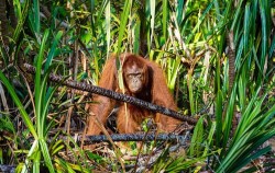 3 Days 2 Nights Orangutan Tour by Speed Boat, Orangutan