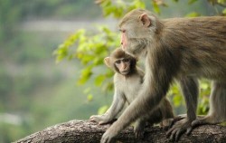 4 Days 3 Nights Great Orangutan Tour, Borneo Island Tour, Borneo Wild Animal