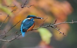 Borneo Bird image, 5 Days 4 Nights Orangutan Tour with Dayak, Borneo Island Tour