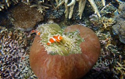 Water Sports in Lembongan, Beautiful Coral Reef