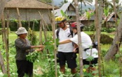 Jatiluwih & Kintamani Cycling, Village Plantations