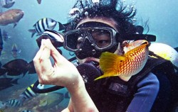 Diving Activities by BMR, Dive