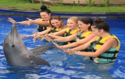 Bali Dolphin Marine Park, Bali Dolphins Tour, Bali Discovery+ Program