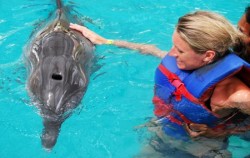 Dolphins Interactive at Melka Hotel Lovina, Dolphin Petting