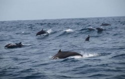 Fishing & Dolphin Watching Tour, Benoa Marine Sport, Dolphin Watching Tour