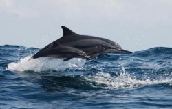 Dolphin Watching Tour image, Fishing & Dolphin Watching Tour, Benoa Marine Sport