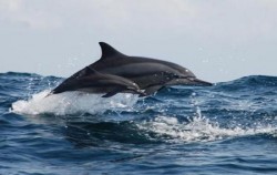 Fishing & Dolphin Watching Tour, Dolphin Watching Tour