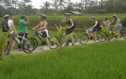 Bali Emerald Cycling Tour, Down Hill Cycling