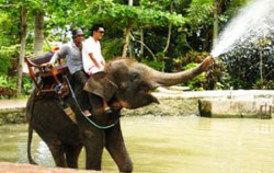 Elephant on water,Bali Elephant Riding,Bakas Elephant Riding