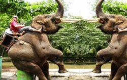 Elephant Ride image, Bakas Elephant Riding, Bali Elephant Riding