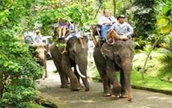 Elephant Adventure image, Bakas Elephant Riding, Bali Elephant Riding