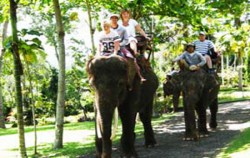 Bakas Elephant Riding, Bali Elephant Riding, Elephant Safari