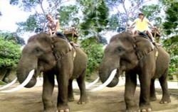 Elephant Riding image, Bakas Elephant Riding, Bali Elephant Riding