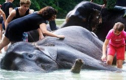 Explore Tangkahan Tour A 7 Days 6 Nights, Washing Elephant