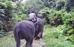 North Sumatra Special Tour 9 Days 8 Nights, Elephant Riding