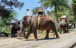 Rafting, Elephant Ride & ATV Riding, Elephant ride activity
