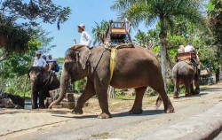 Rafting, Elephant Ride & ATV Riding, Bali 3 Combined Tours, Elephant ride activity