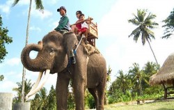 Elephant ride tour,Bali 2 Combined Tours,Rafting and Elephant Ride