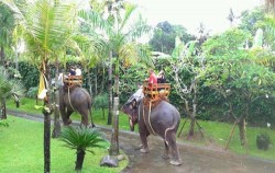 Track for elephant riding image, Water Sport, Elephant Ride & ATV Riding, Bali 3 Combined Tours