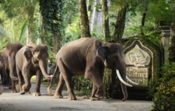 Bali Adventure Elephant Riding, Safari Lodge Taro