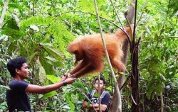 Orangutan Bukit Lawang image, North Sumatra Special Tour 9 Days 8 Nights, Sumatra Adventure