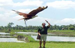 Bali Bird Park, Fun Adventures, Free Flight