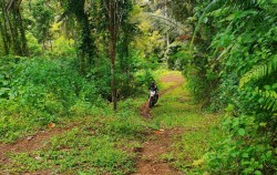 Rain Forest Riding image, Tabanan Half Days Trails, Bali Dirt Bike