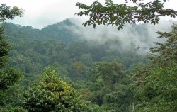 Leuser National Park Trekking 4 Days 3 Nights, Gunung Leuser Park