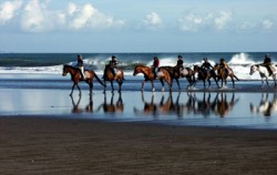 Beach Horse Riding image, Bali Horse Riding at Pererenan, Bali Horse Riding