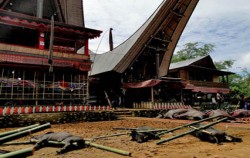 TORAJA CULTURE AND NATURE TOUR TOUR INCL. MAKASSAR 5 Days / 4 Nights, Toraja Adventure, Toraja Traditional House